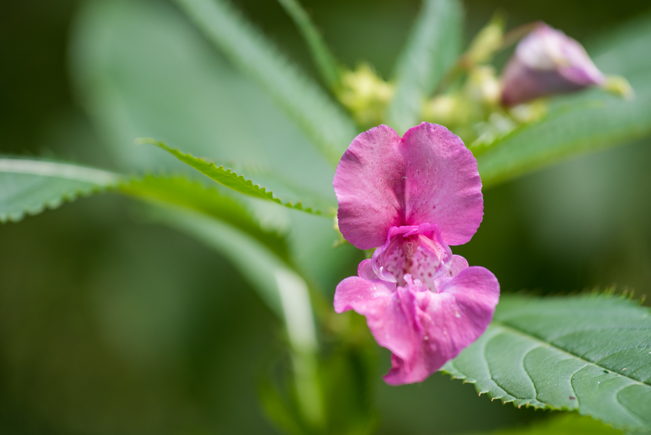 Farbe im gr&uuml;nen Einerlei 