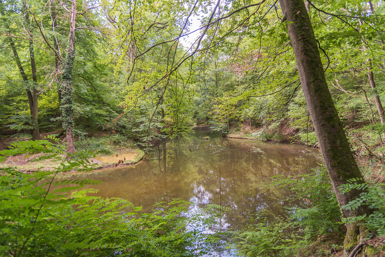 Weiher im Wald 