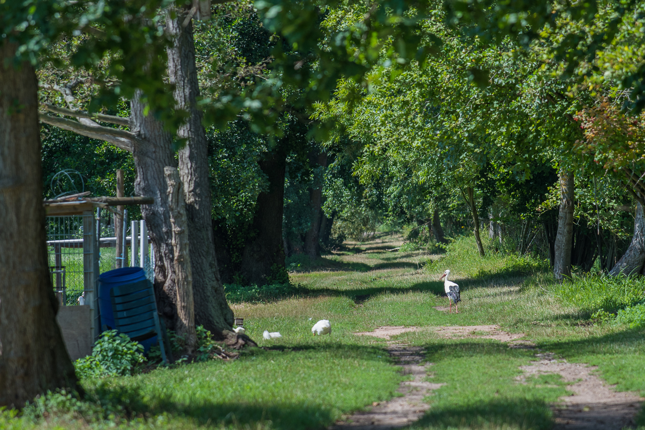 Storch und junge G&auml;nse 