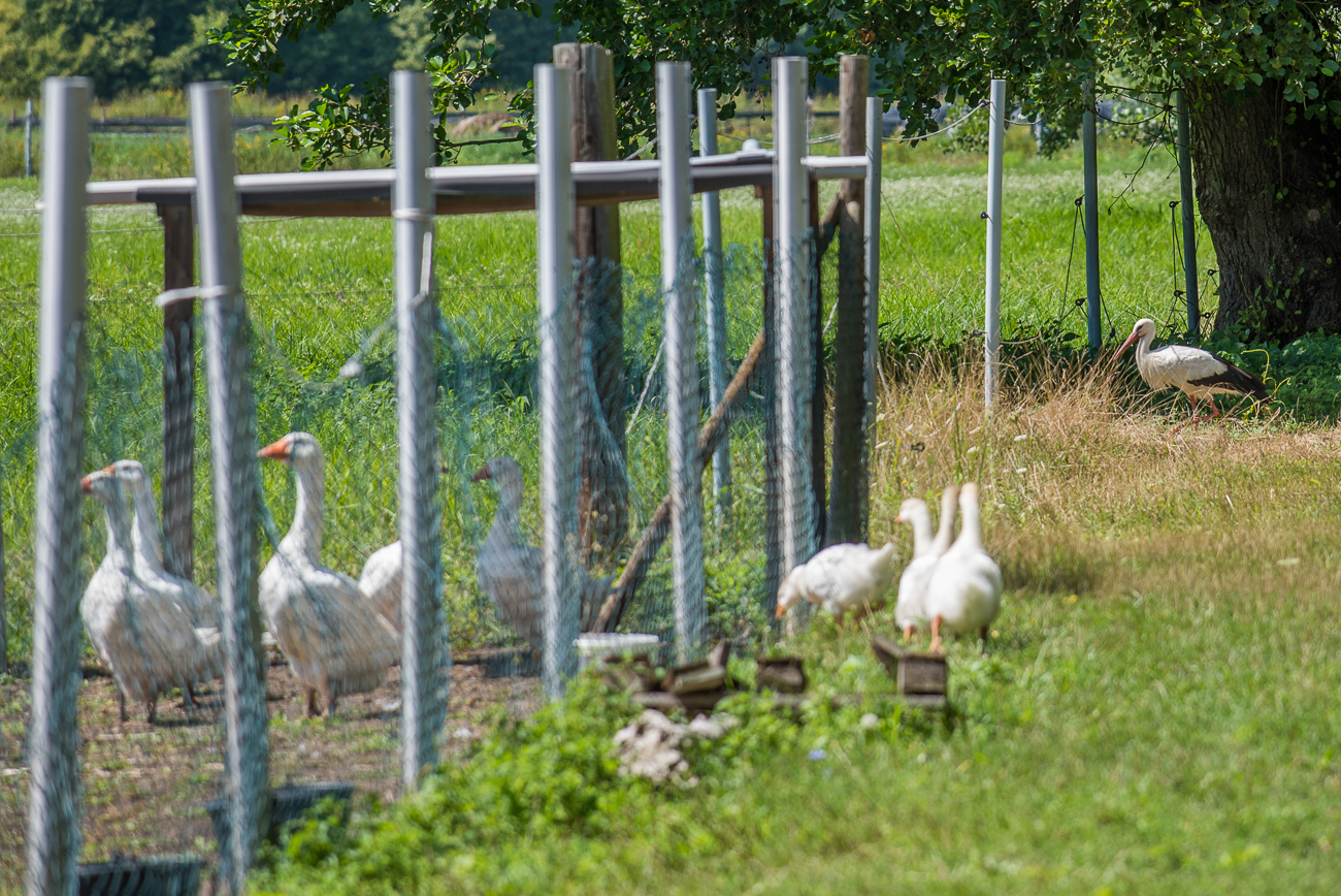 Storch und G&auml;nse