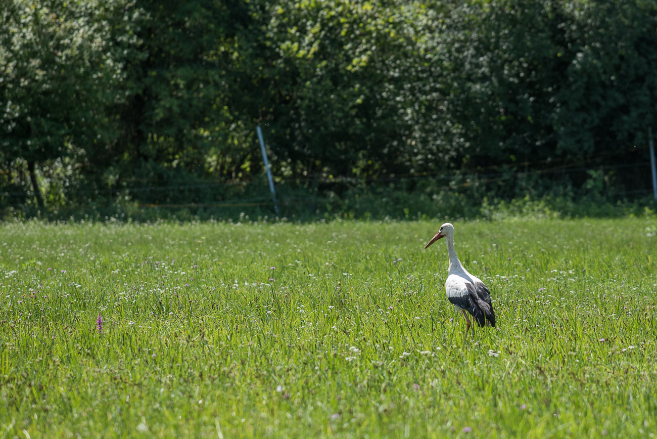 Erster Storch auf der Wiese 