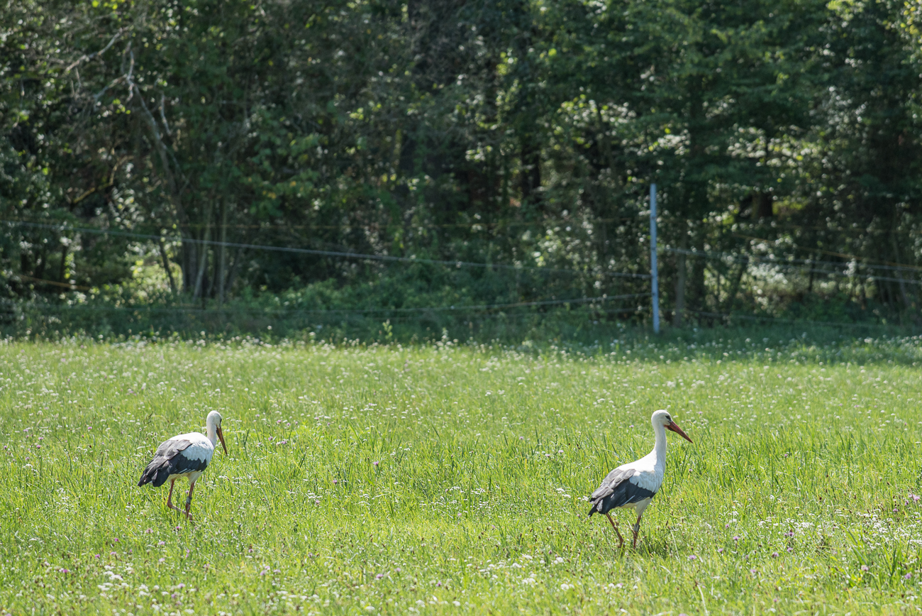 Beide St&ouml;rche auf der Wiese
