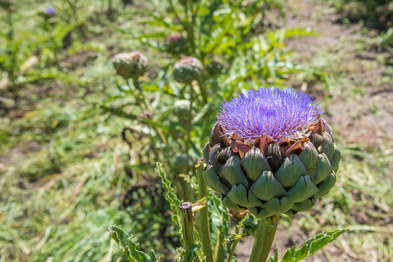 Bl&uuml;hende Artischocke
