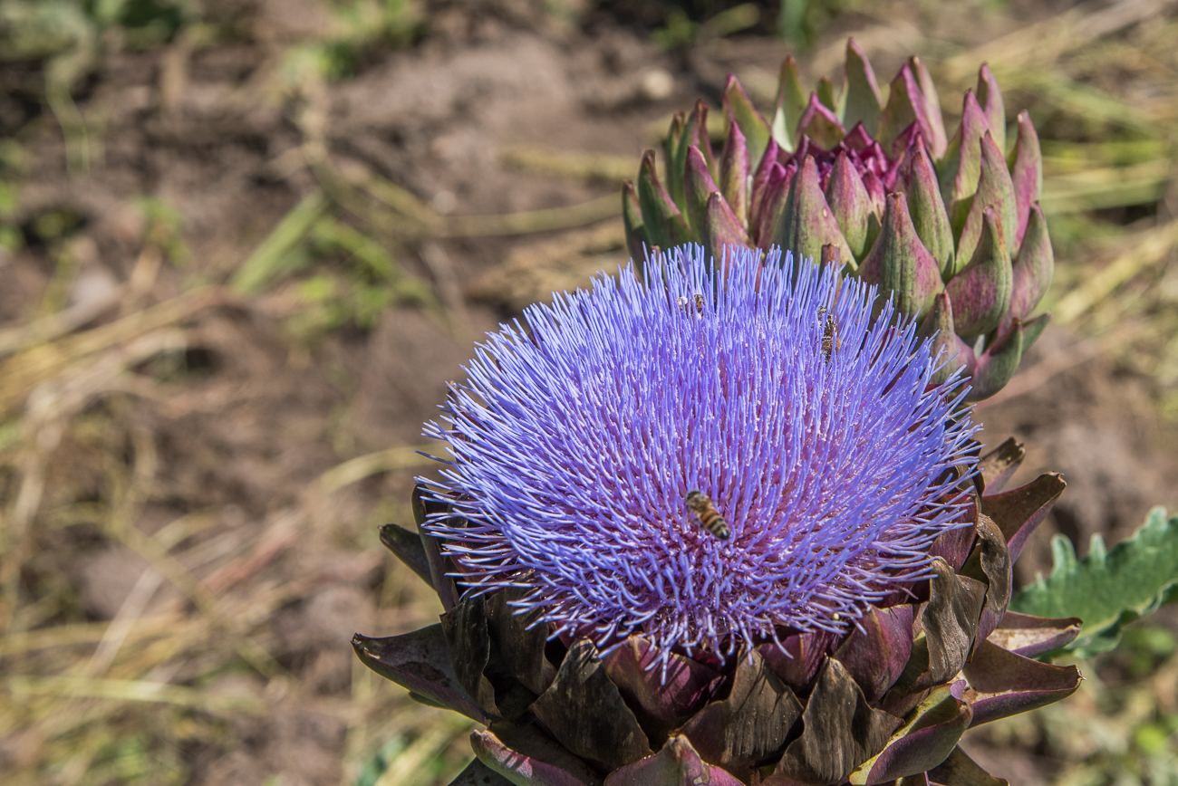 Bl&uuml;hende Artischocke