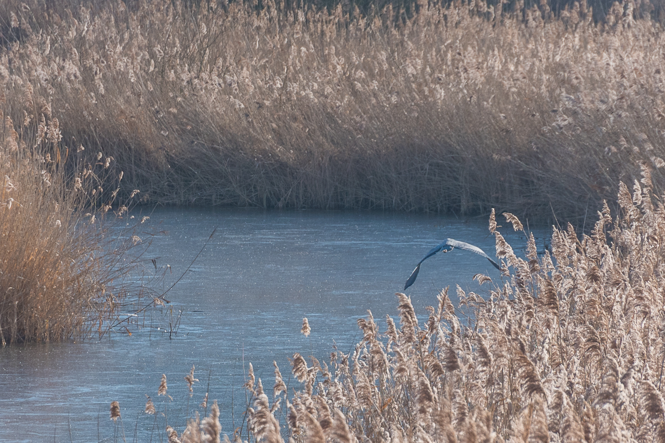 Graureiher auf Nahrungssuche