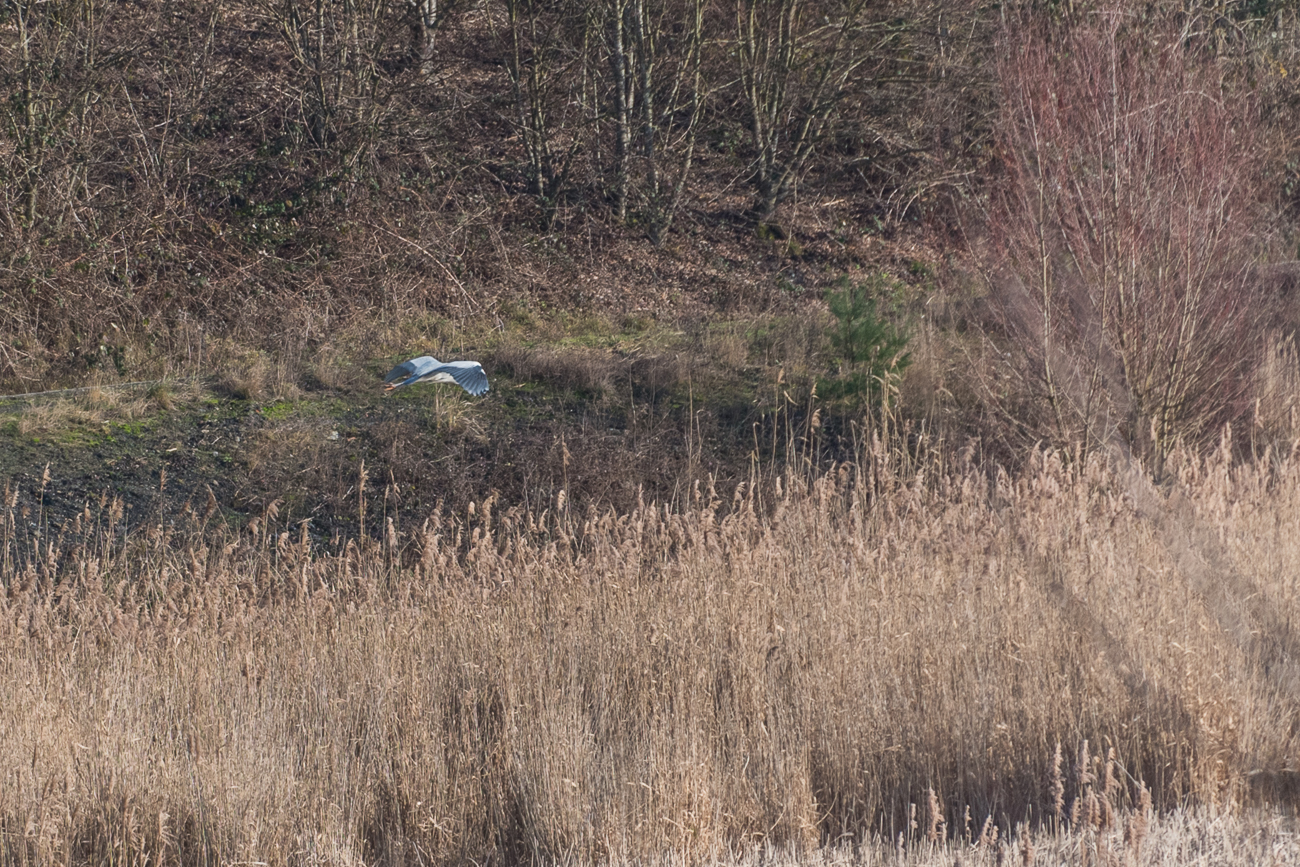 Graureiher auf Nahrungssuche