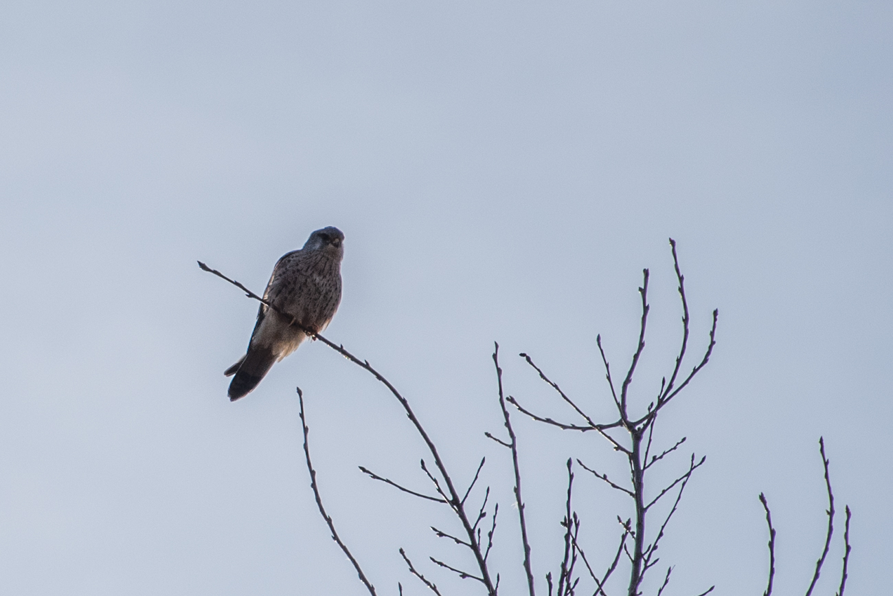 Greifvogel, hat sicher auch Hunger ;-)