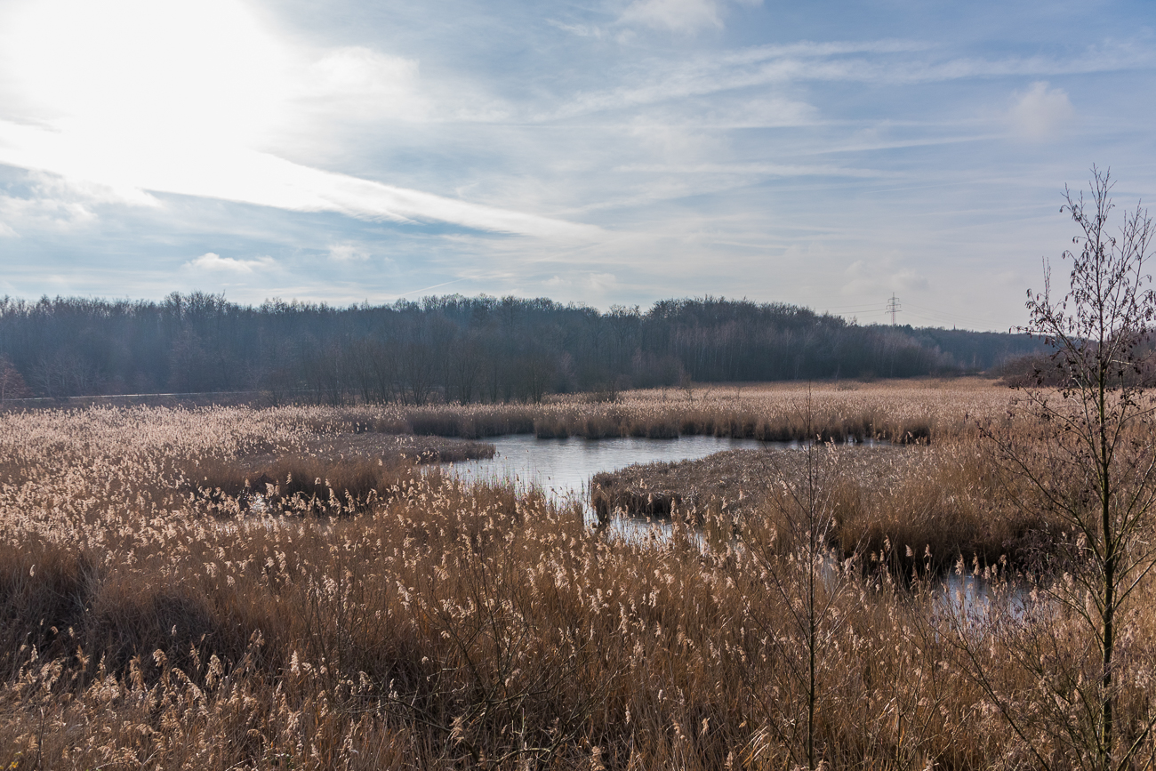 Der Br&ouml;nnchsthalweiher von der anderen Seite aus gesehen