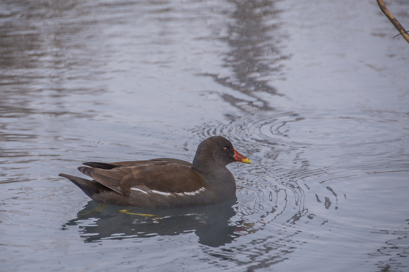 Auch andere Wasserv&ouml;gel gibt es hier
