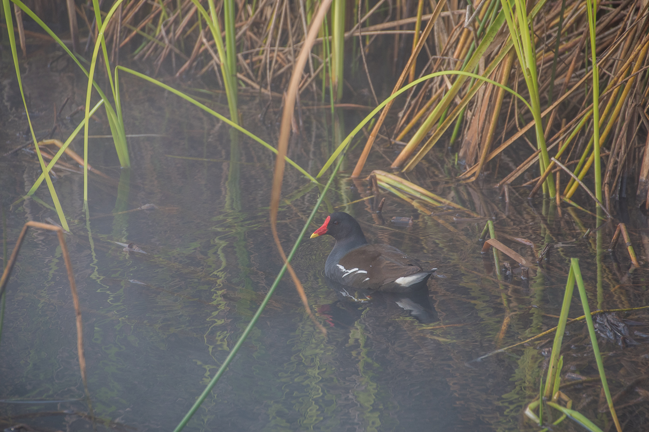 Daf&uuml;r gibt es zahlreiche Teichrallen ...