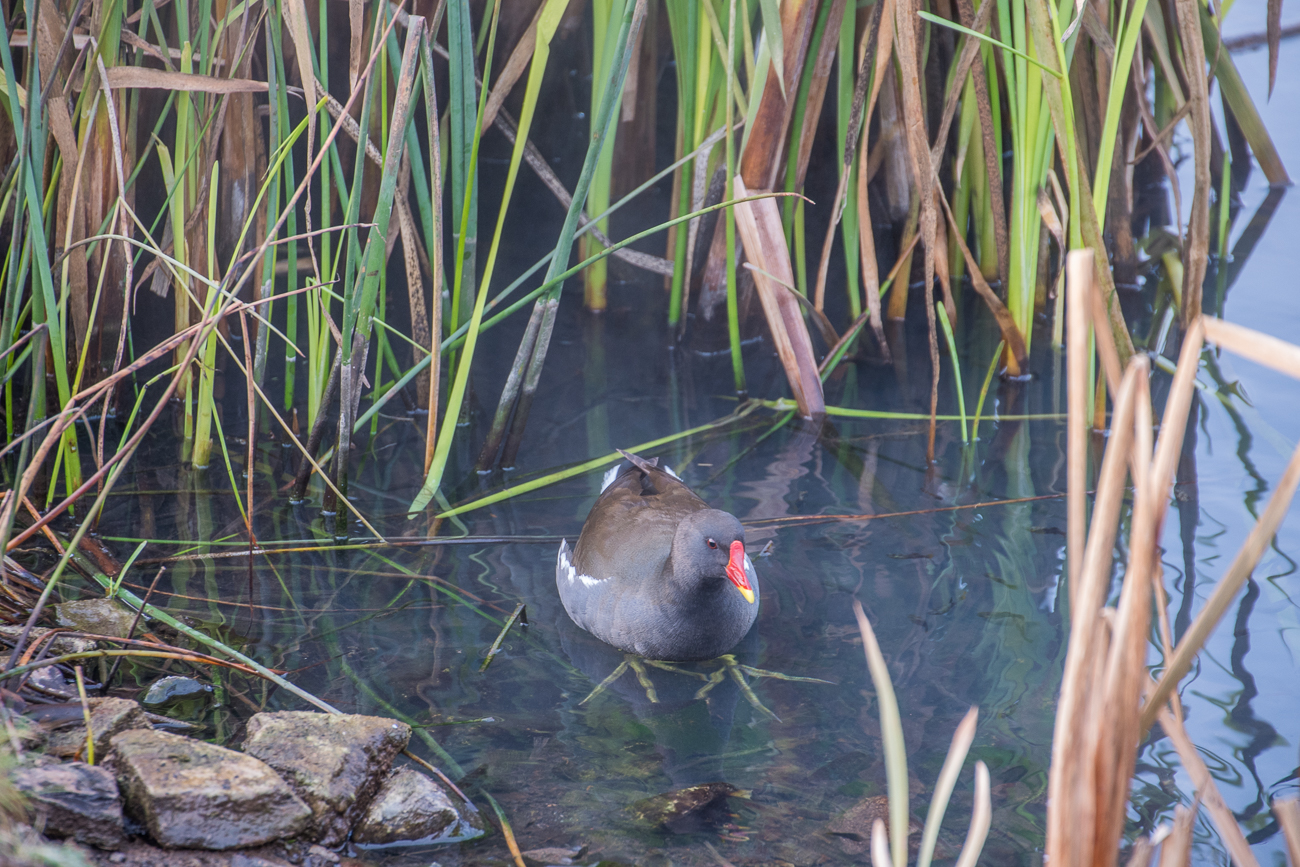Riesige F&uuml;&szlig;e haben diese Rallen