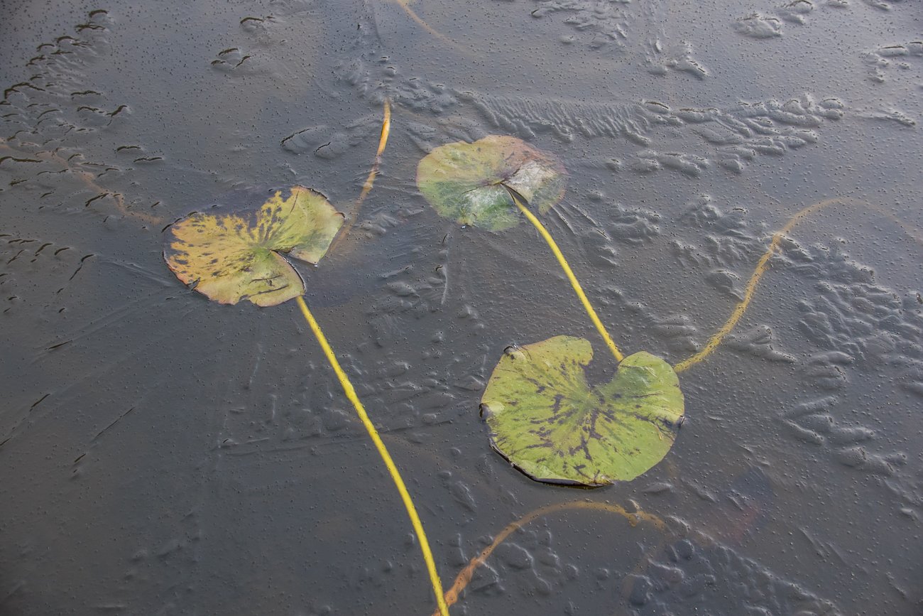 Eingefrorene Seerosenbl&auml;tter