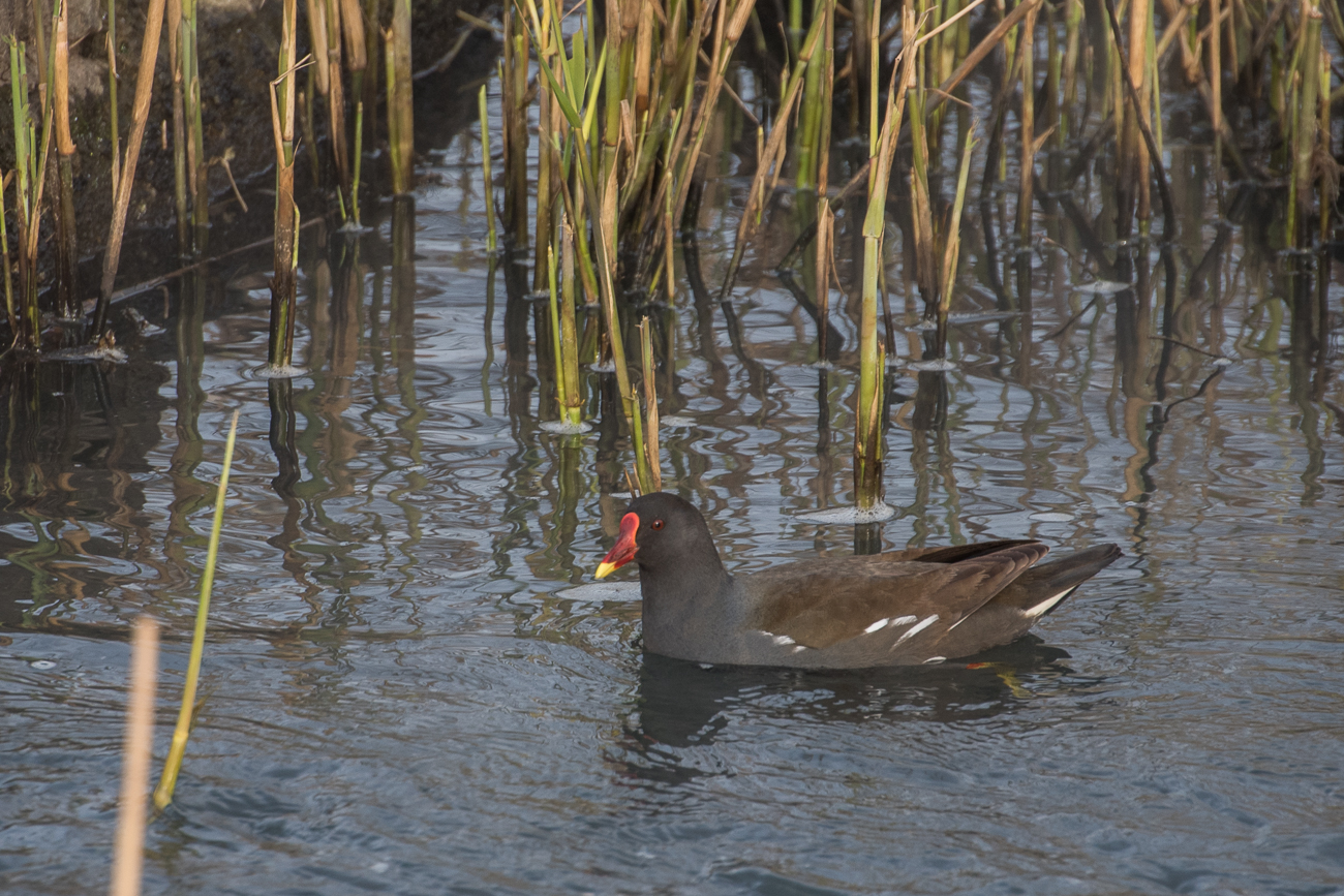 Nochmal eine Teichralle