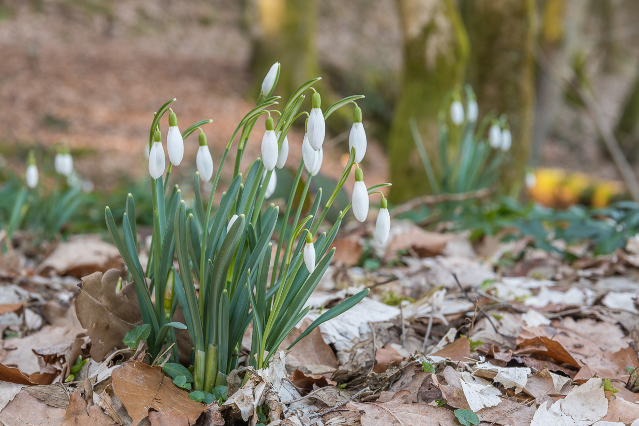 Schneegl&ouml;ckchen am Ufer
