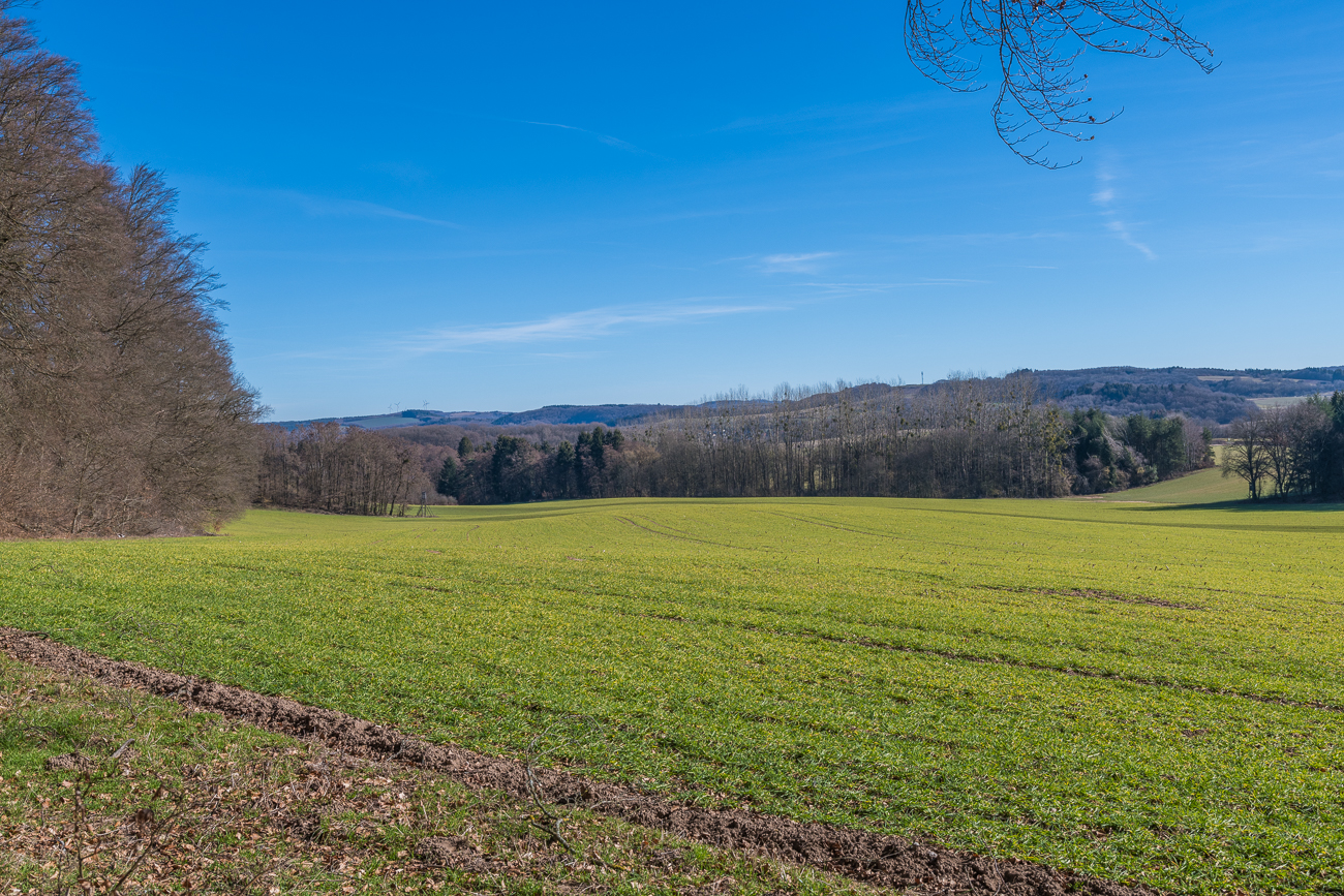 Herrliches Gr&uuml;n nach der tristen Jahreszeit