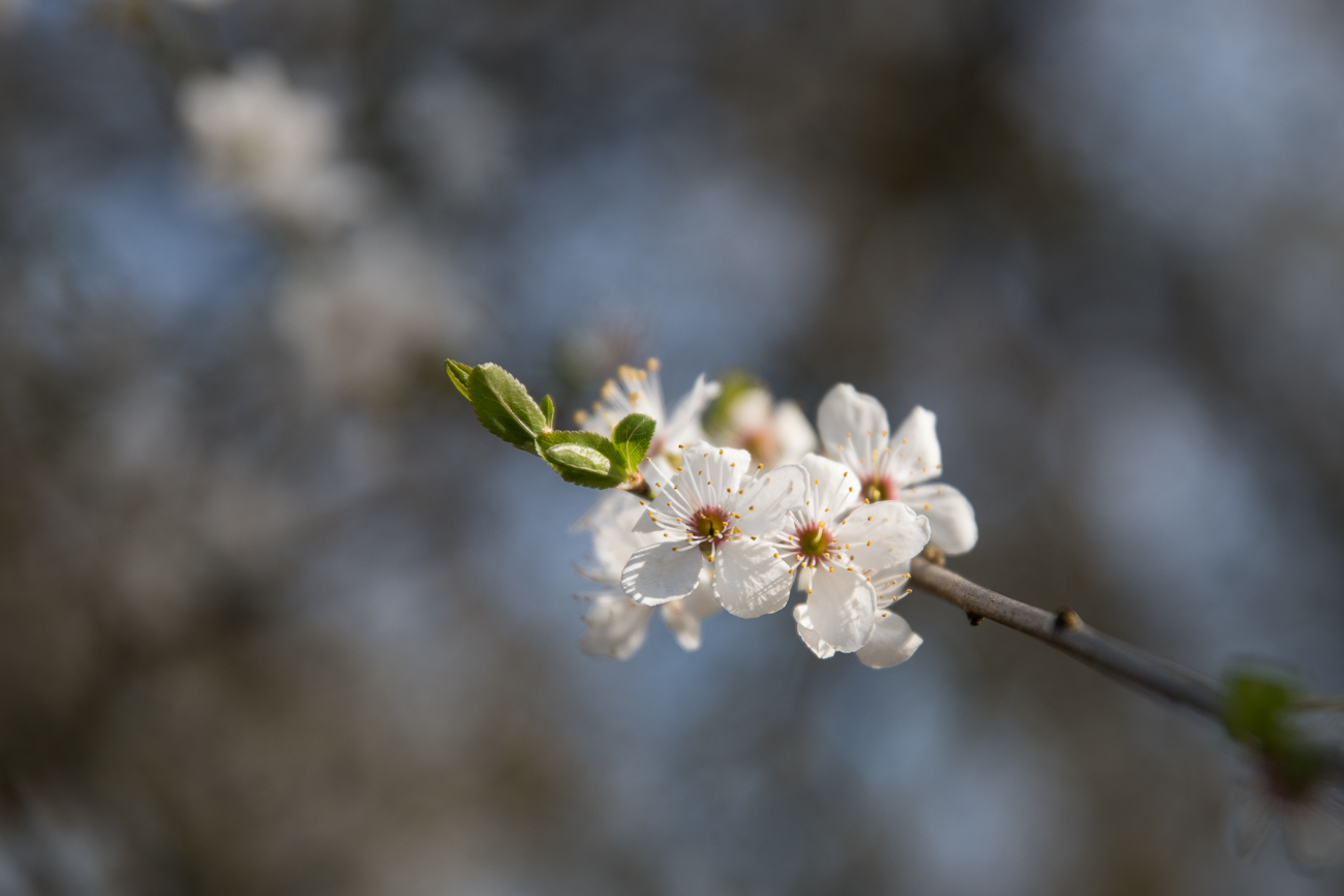 Es sind schon viele Bl&uuml;ten zu bewundern
