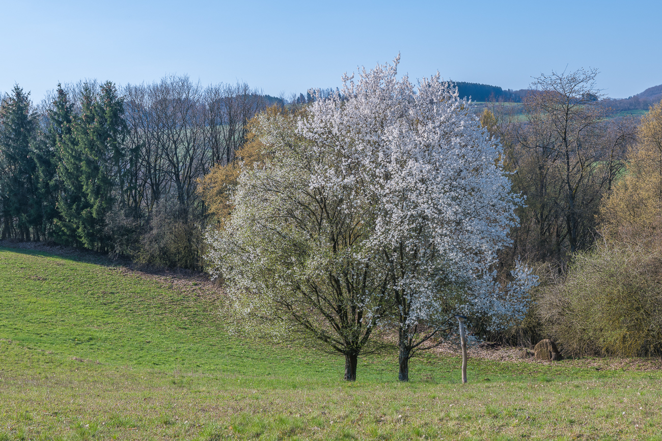 Fr&uuml;hlingspracht
