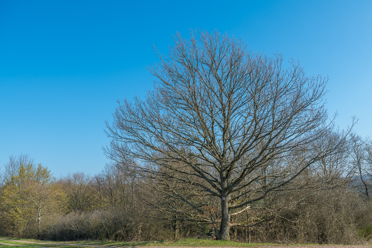 Ihm fehlen noch die Bl&auml;tter oder Bl&uuml;ten