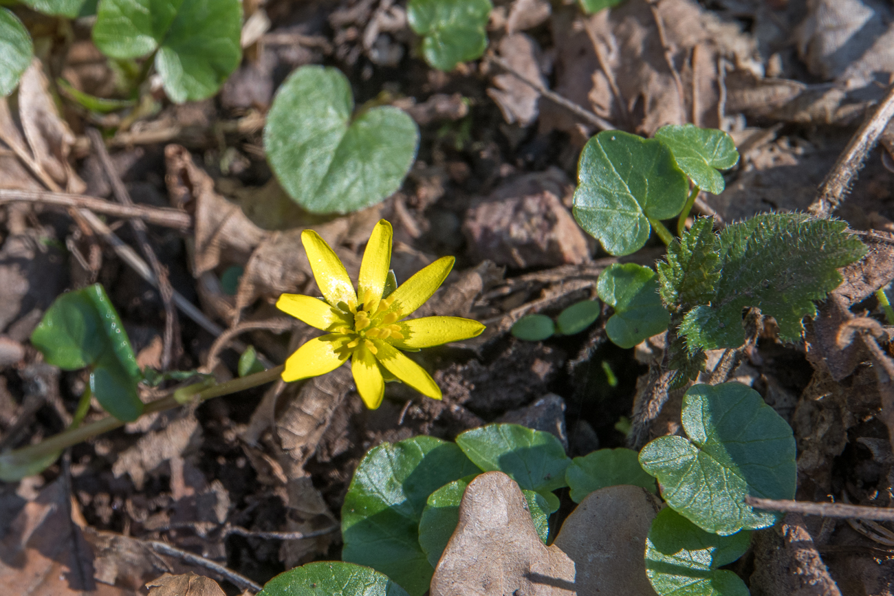 Nat&uuml;rliches Tor