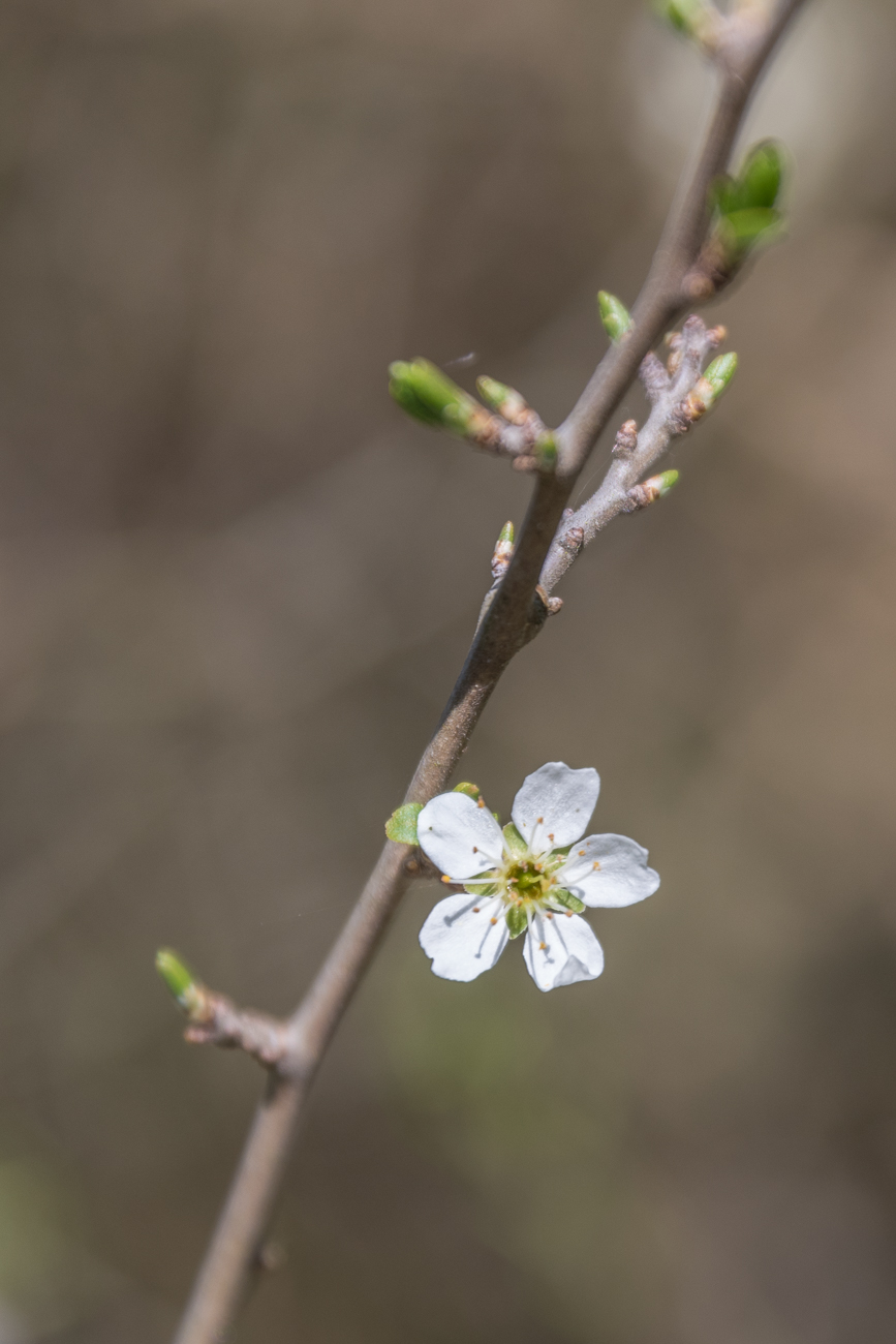 Bl&uuml;te des Wei&szlig;dorns