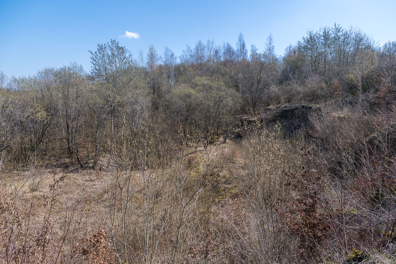 Zugewachsener Kalksteinbruch