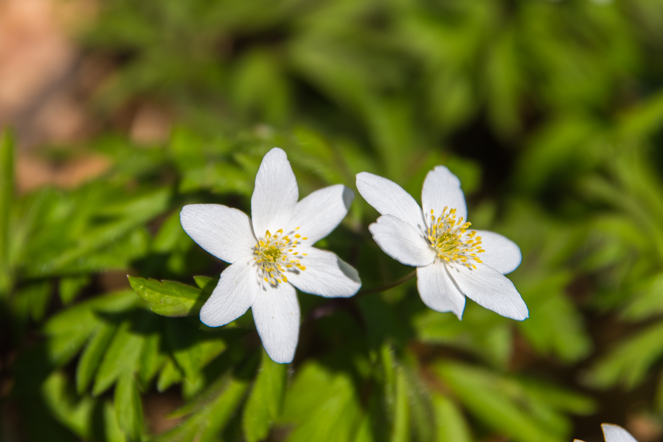 Buschwindr&ouml;schen
