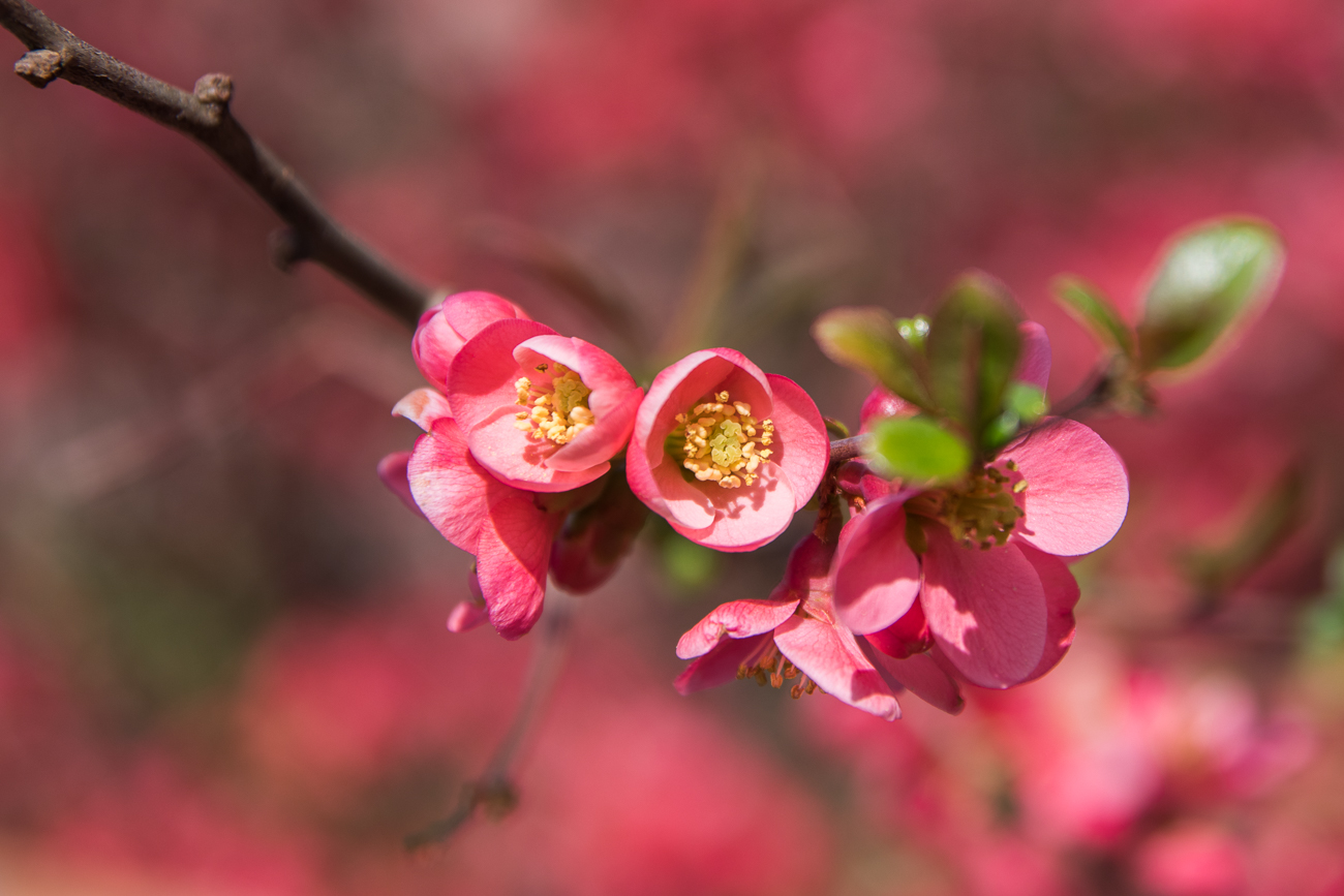 Diesmal rote Bl&uuml;ten