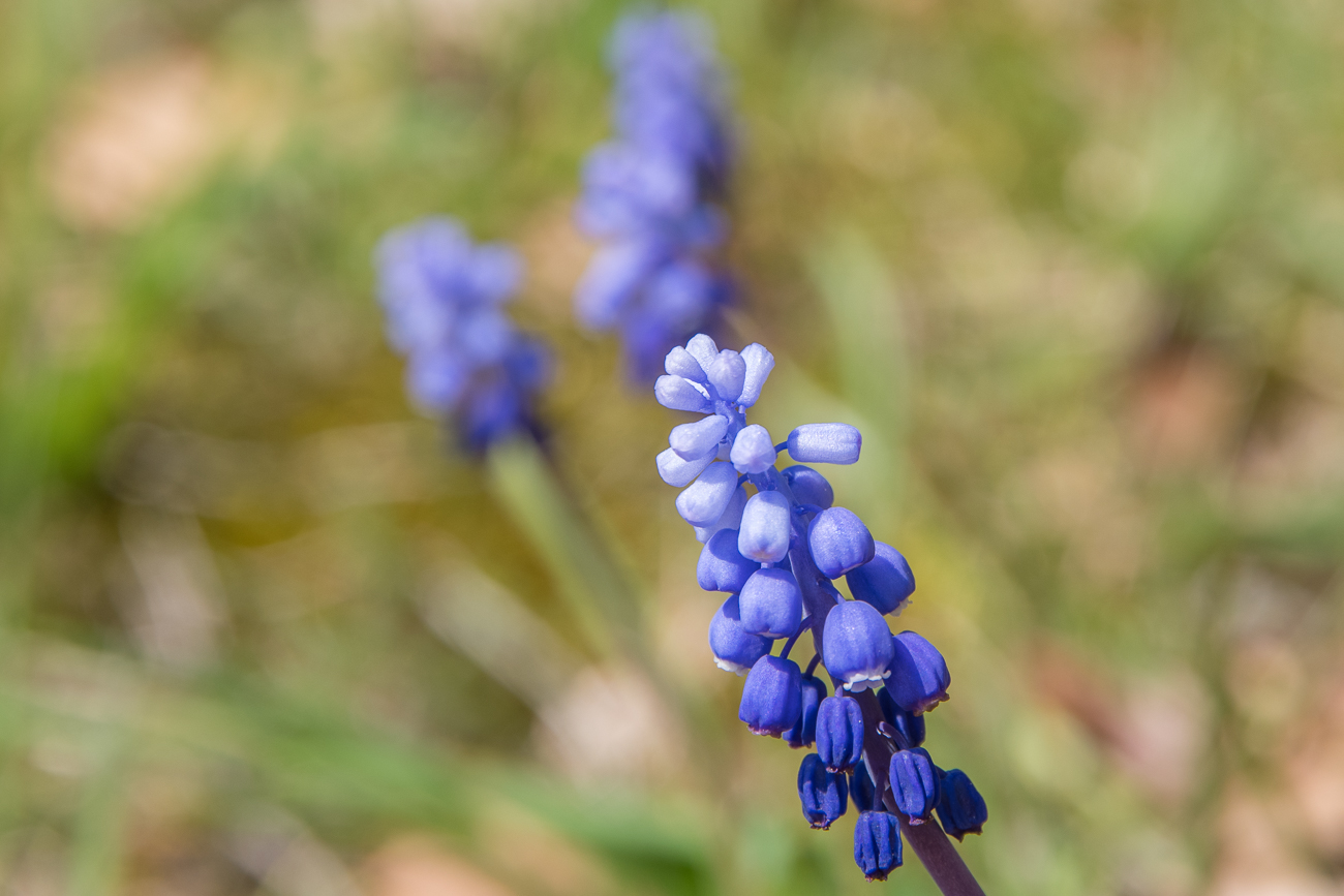 Armenische Traubenhyazinthe