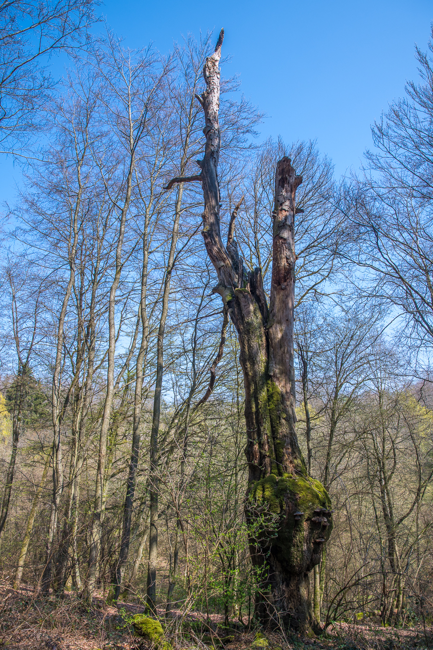 Sch&ouml;ner alter Baum