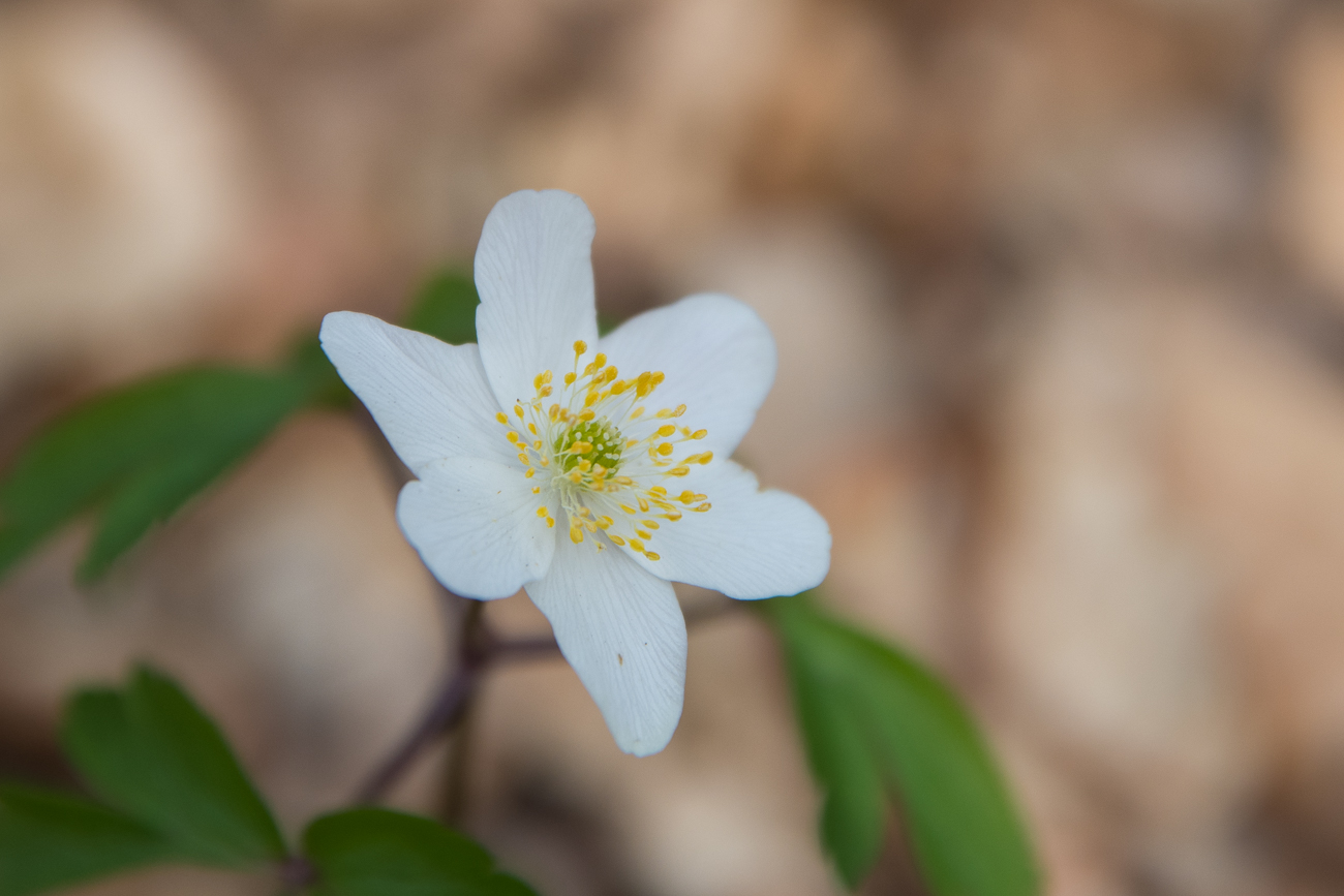 Buschwindr&ouml;schen