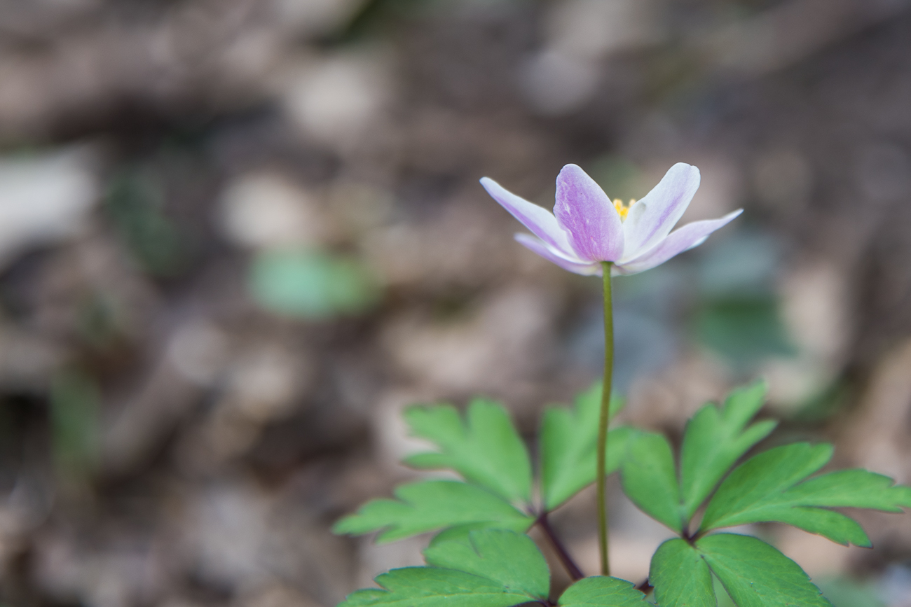 Manche Buschwindr&ouml;schen sind auf der R&uuml;ckseite blass-lila