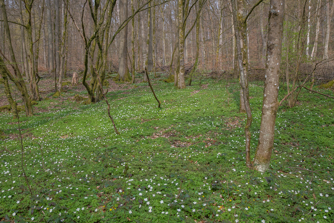 Der Wald ist voll mit den Buschwindr&ouml;schen