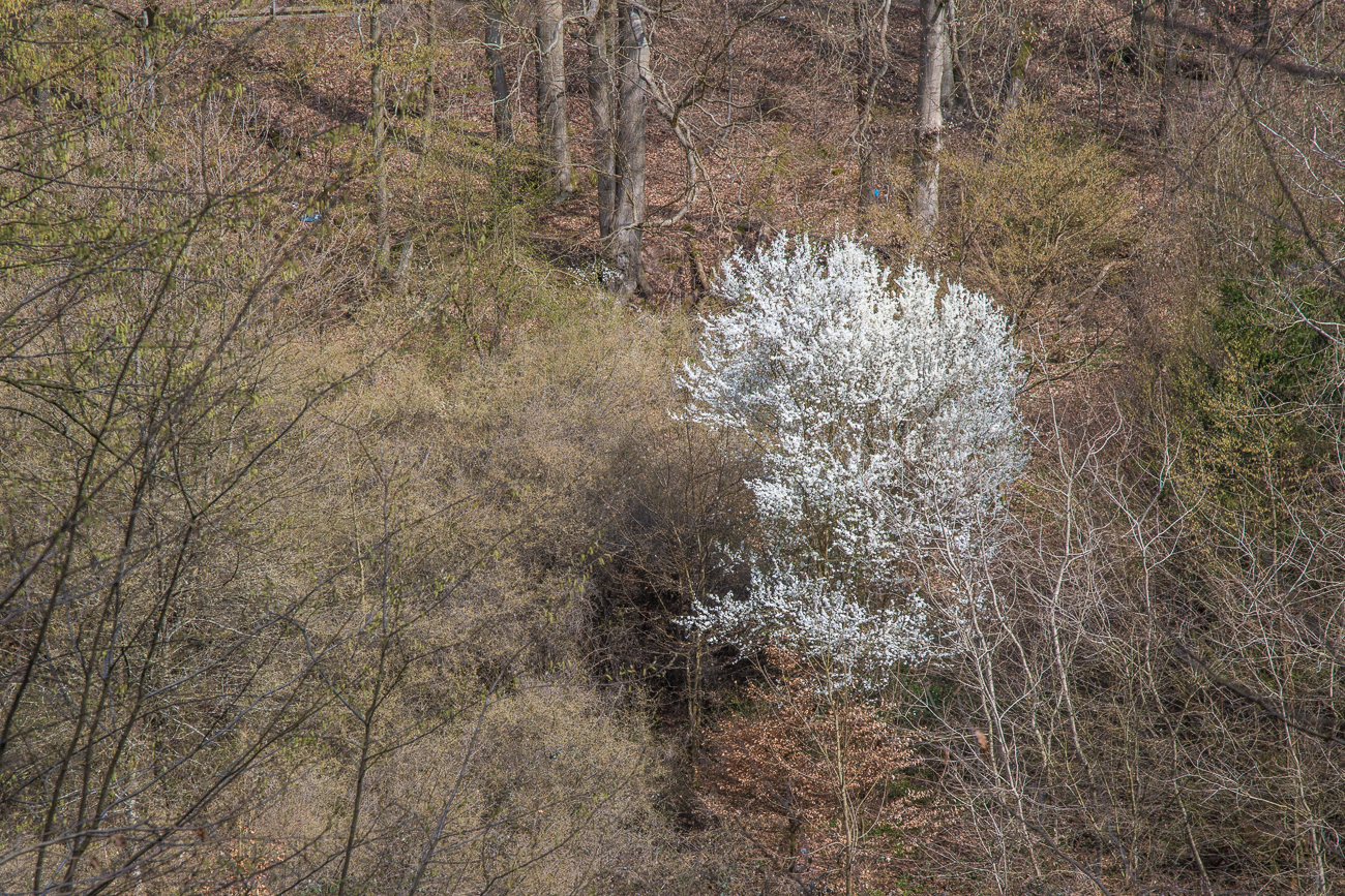 Bl&uuml;tenexplosion