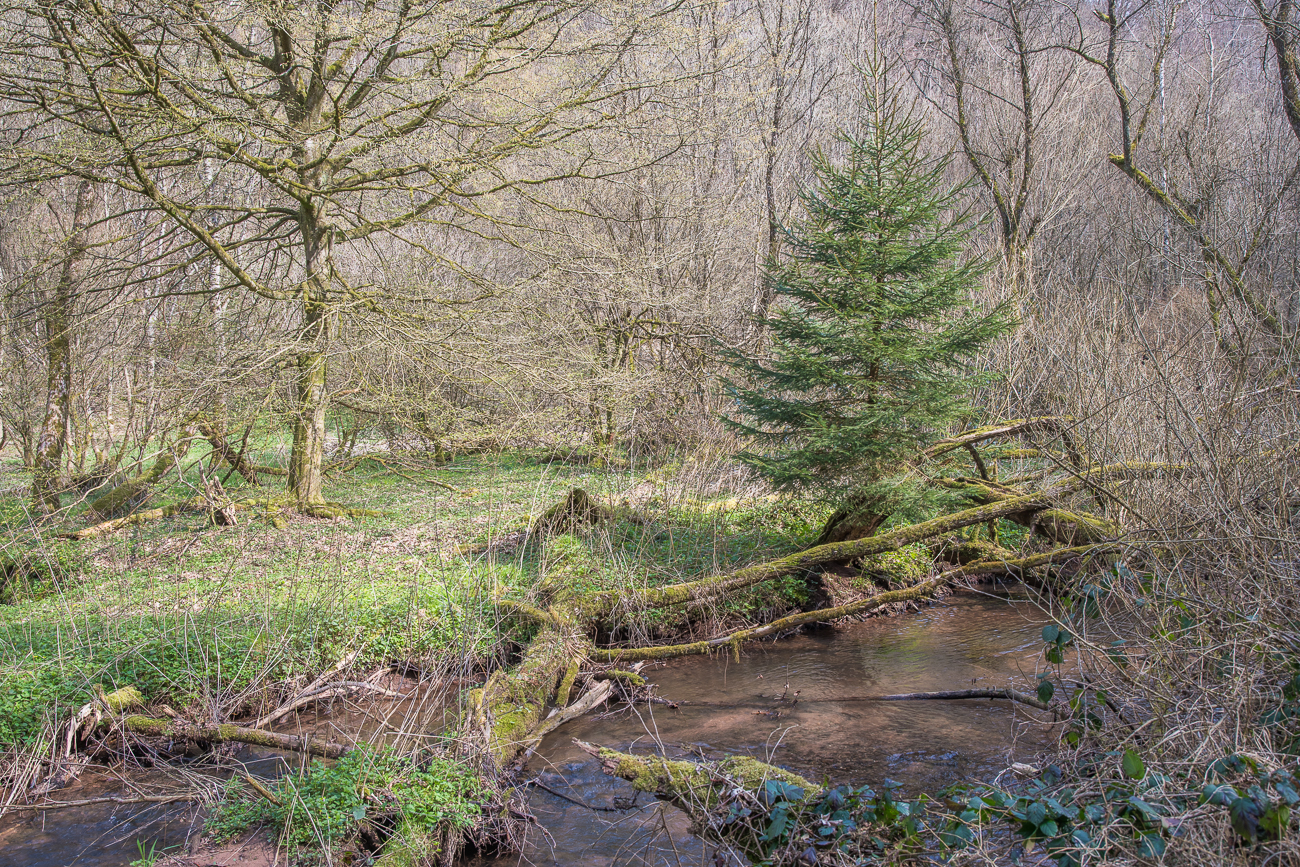Nadelbaum w&auml;chst auf dem abgestobenen Vorg&auml;nger
