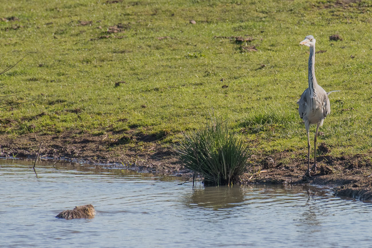 Nutria und Reiher be&auml;ugen sich gegenseitig
