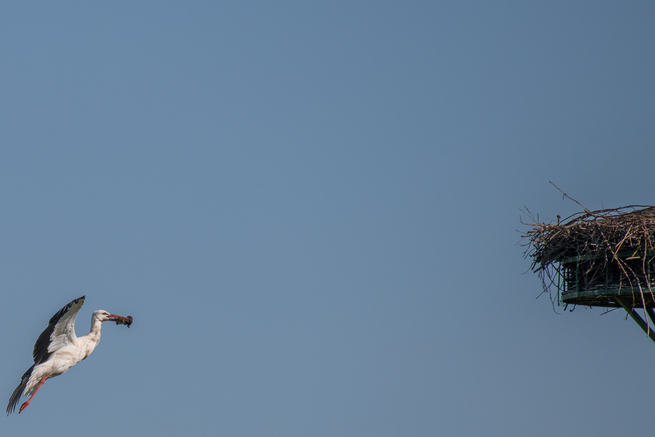 Erneuter Anflug mit Nistmaterial