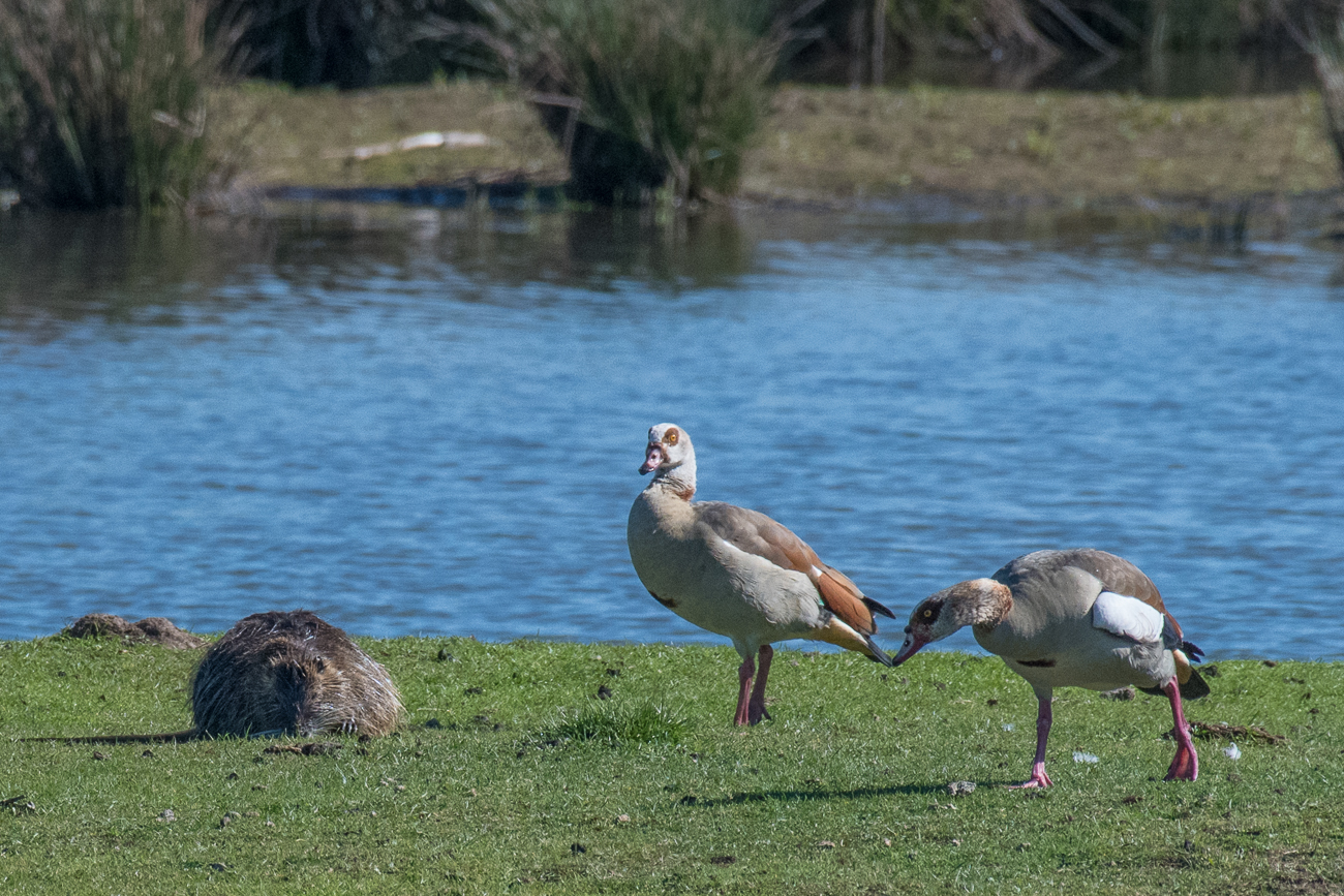 Nilg&auml;nse mit Nutria