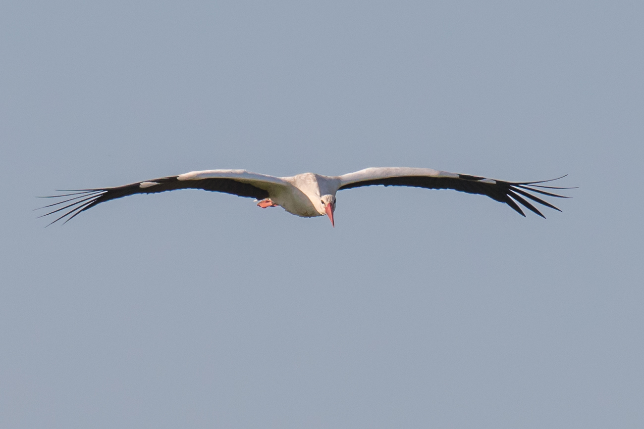 Storch im Flug