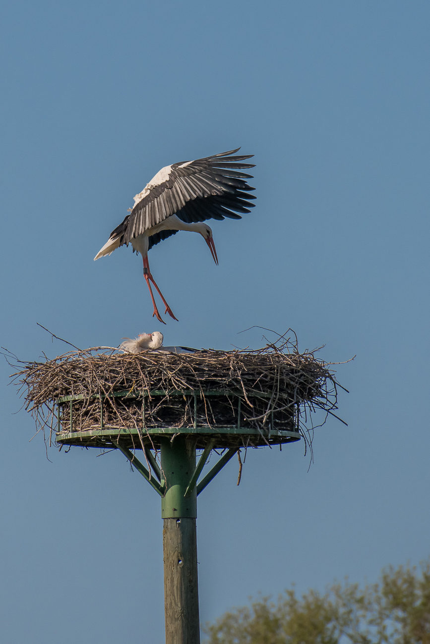 Nur nicht auf die Partnerin treten ;-)