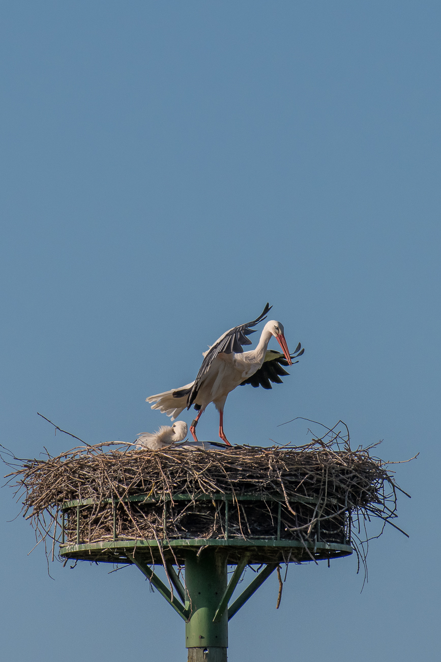 Ein imposanter Anblick