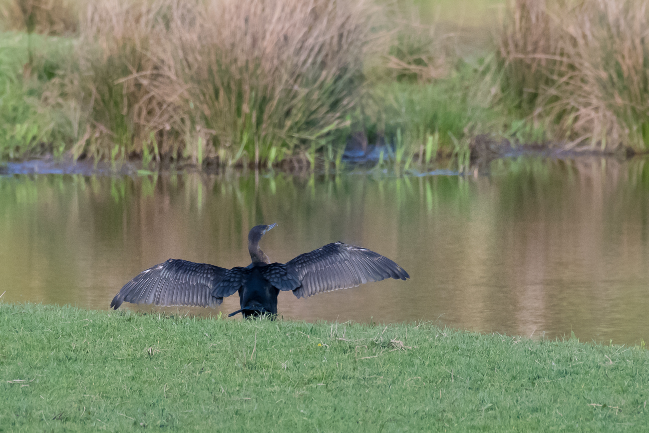 Kormoran trocknet seine Fl&uuml;gel