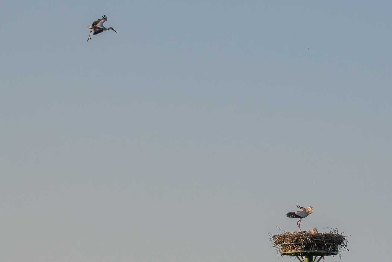 Der fliegende Nebenbuhler bekommt gezeigt, wer hier Herr im Nest ist ...