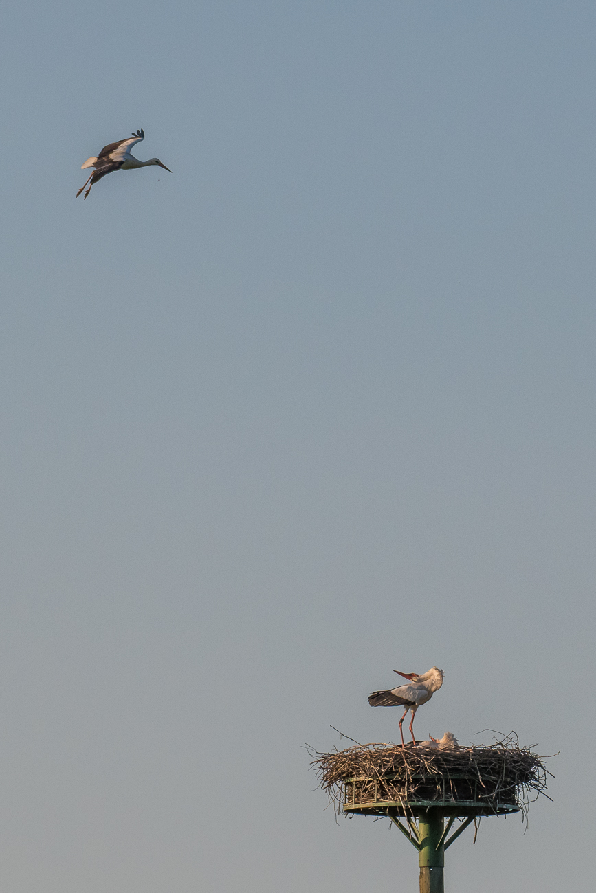 ... und wird vertrieben