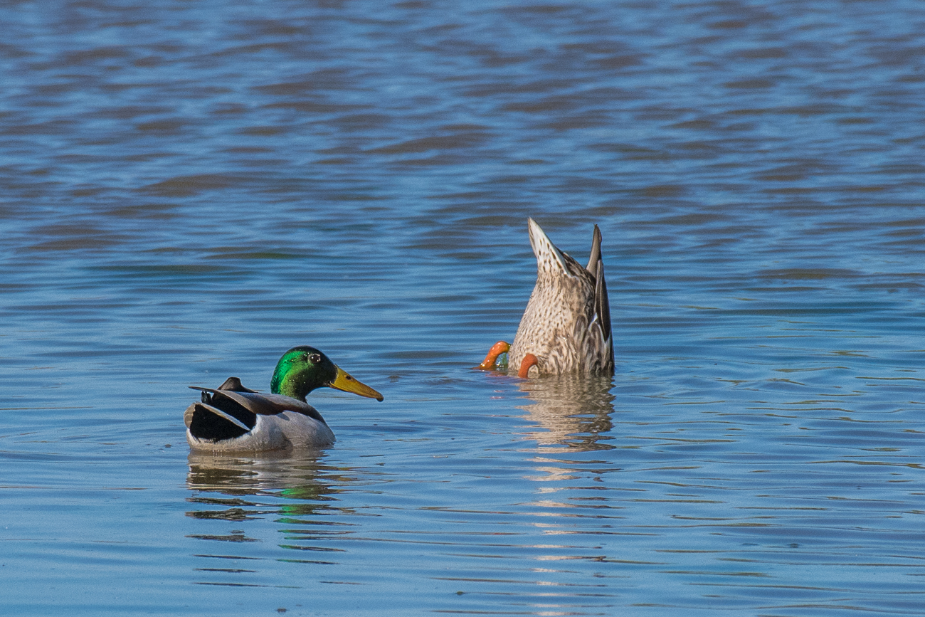 Stockentenp&auml;rchen: K&ouml;pfchen in das Wasser, Schw&auml;nzchen in die H&ouml;h' ;-)