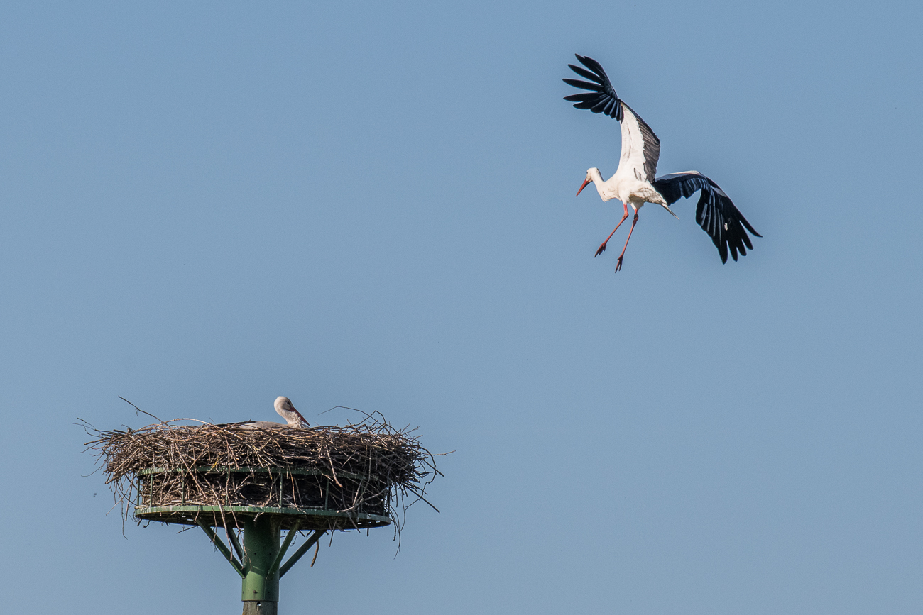 R&uuml;ckflug zum Nest