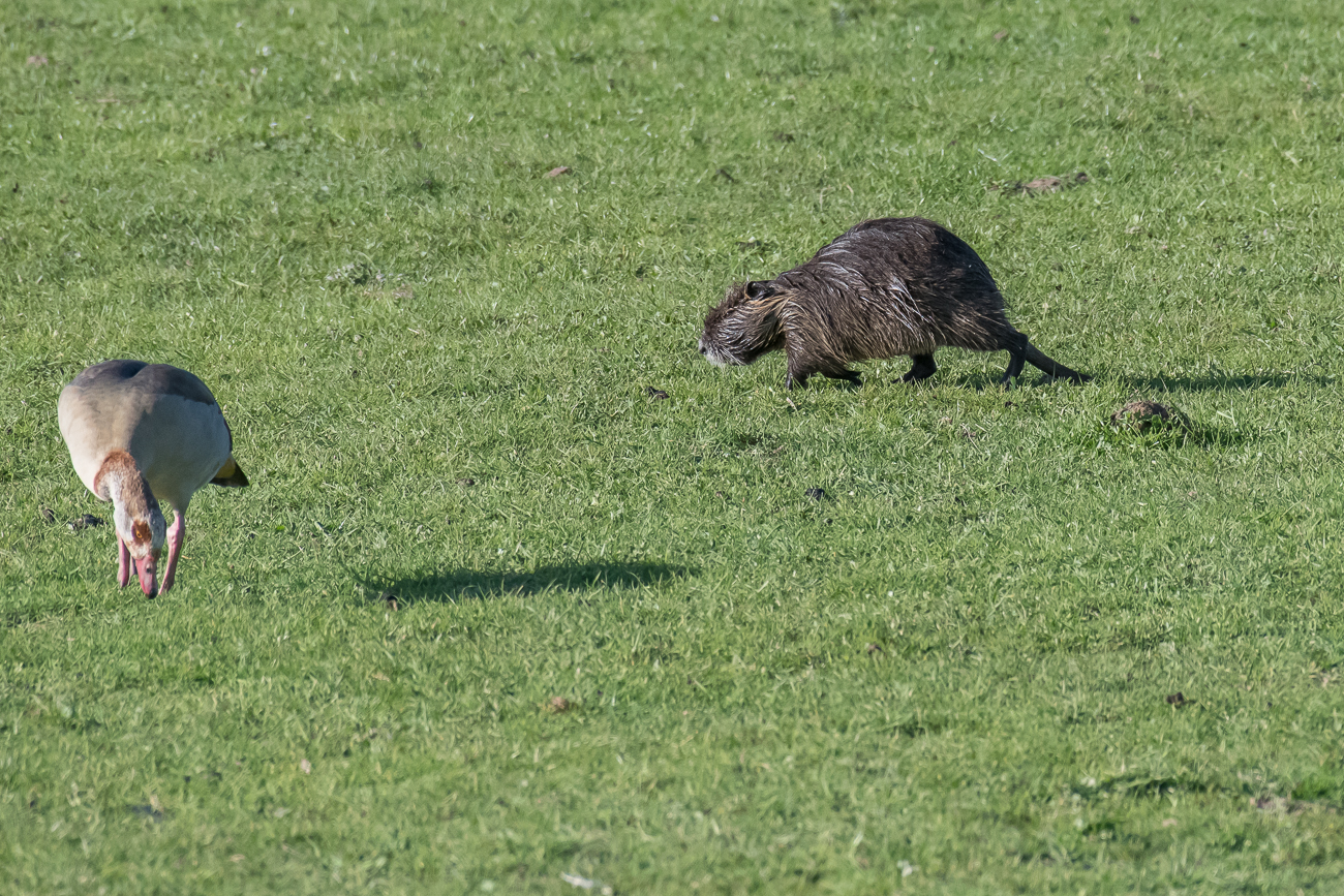 Nilgans und Nutria