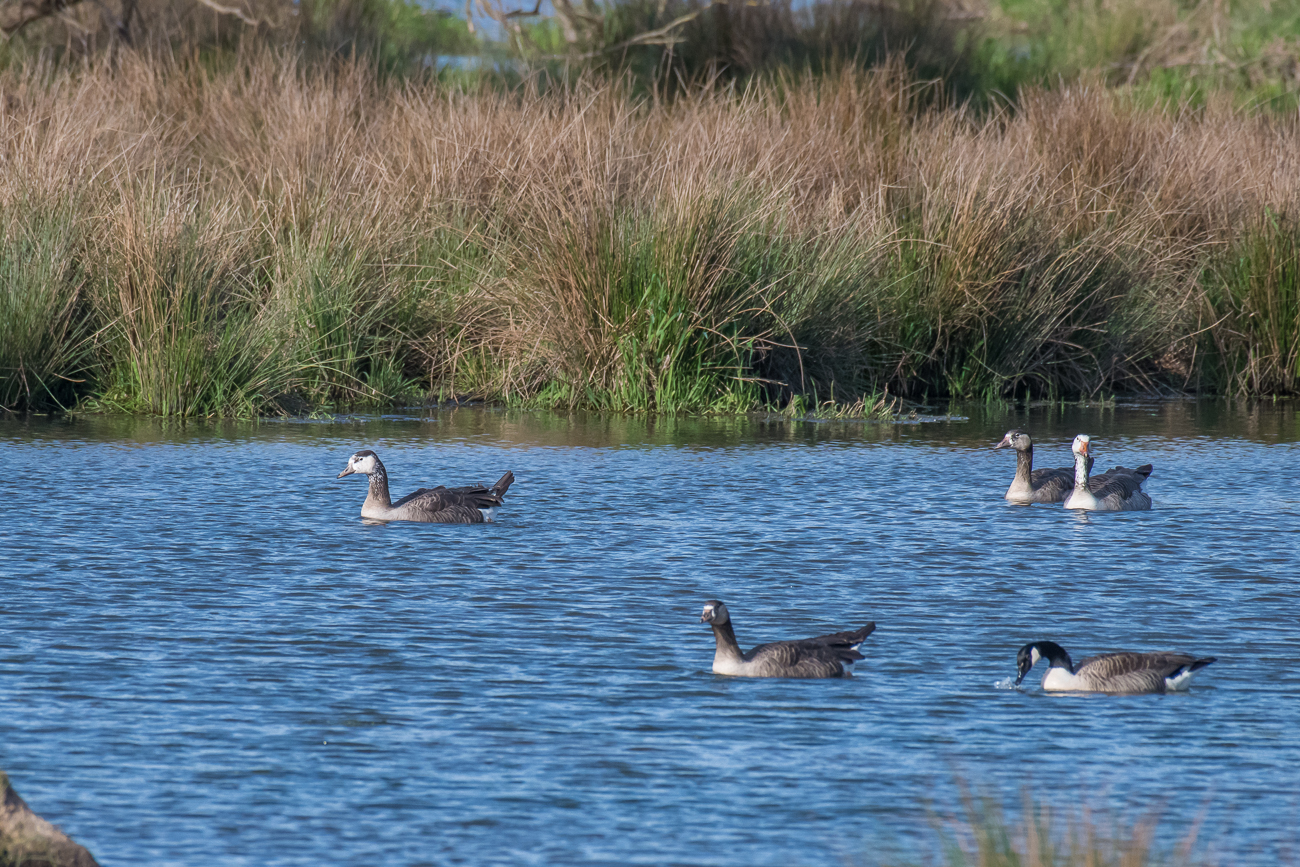 Graug&auml;nse und eine Kanadagans