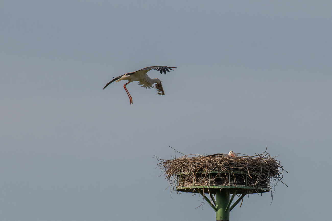 Weiteres Polstermaterial wird geliefert