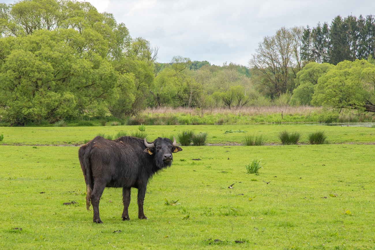 Das Gras im Biotop wird durch Wasserb&uuml;ffel kurz gehalten