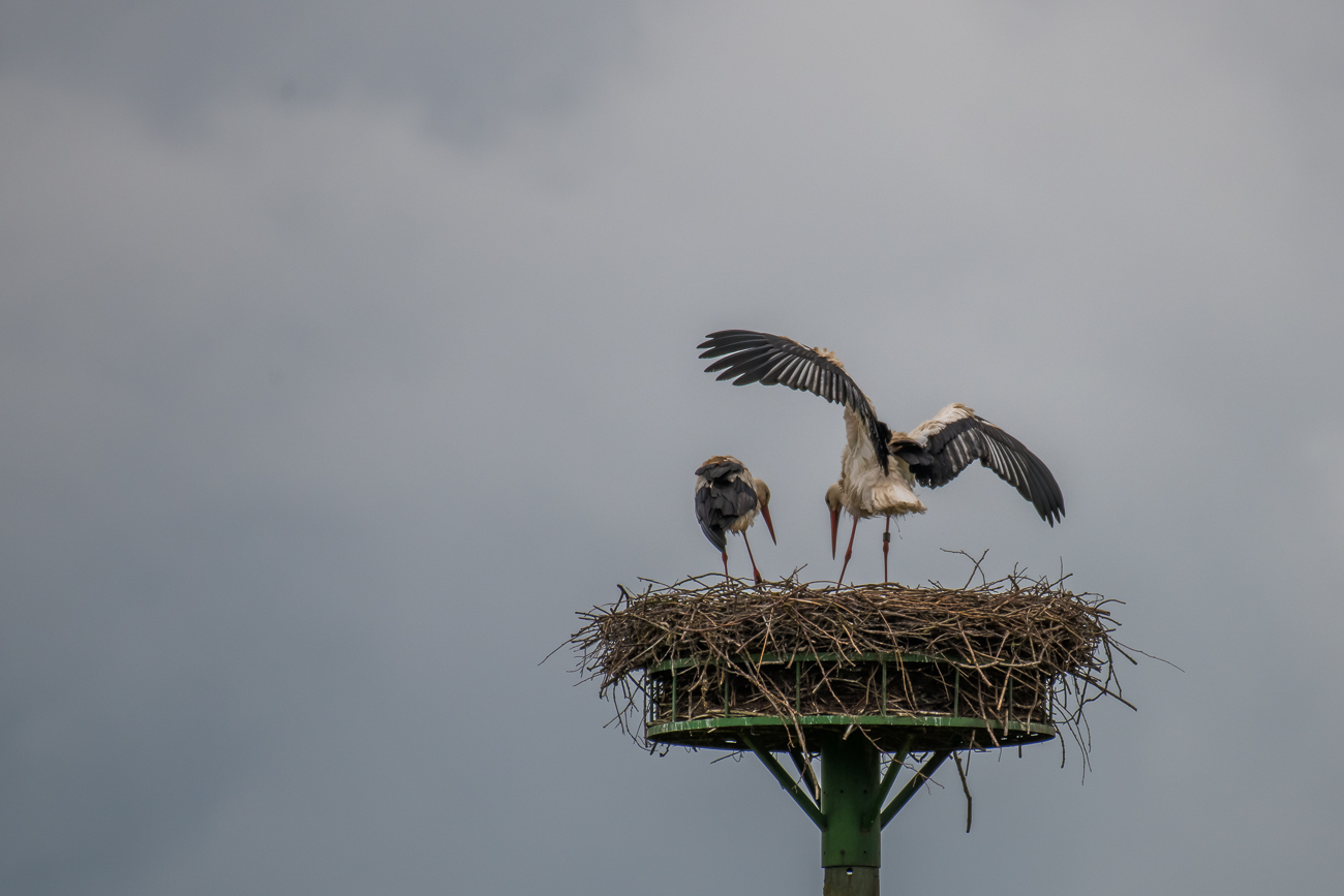Die St&ouml;rche sind auch noch da